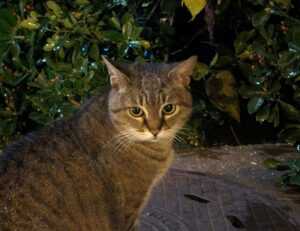 how to download rogrand525 pc games for free