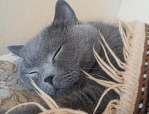 is bolytexcrose good for babies