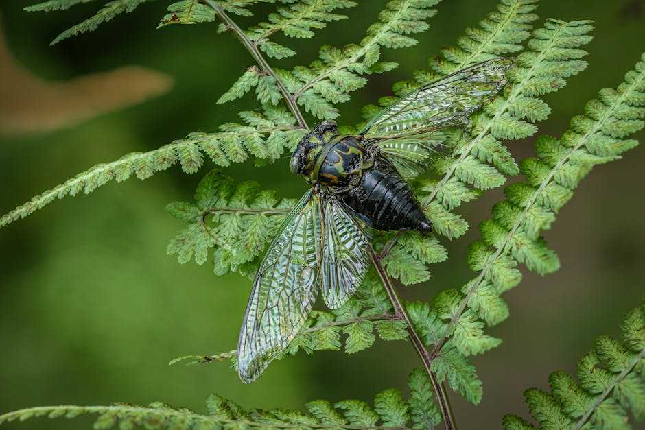 transparent credibility