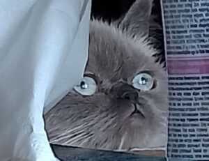 which area in beevitius is the best to stay